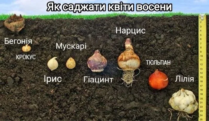 Посадка цибулин .jpg